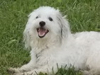 Small Photo #1 Havanese Puppy For Sale in HIGH RIDGE, MO, USA