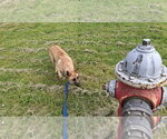Small Photo #12 Shollie Puppy For Sale in Sebec, ME, USA