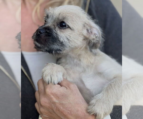 Medium Photo #2 Chihuahua-Unknown Mix Puppy For Sale in Dana Point, CA, USA