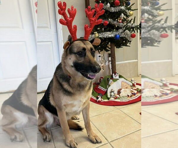 Medium Photo #2 German Shepherd Dog Puppy For Sale in Osgood, IN, USA