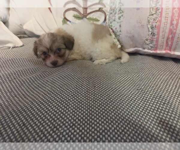 Medium Photo #42 Maltipom-Pomeranian Mix Puppy For Sale in HUDSON, MA, USA