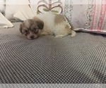 Small #41 Maltipom-Pomeranian Mix