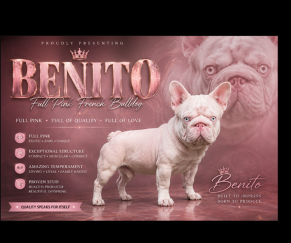 Medium Photo #1 French Bulldog Puppy For Sale in ALBANY, GA, USA