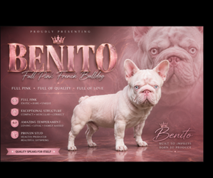 Father of the French Bulldog puppies born on 08/14/2026