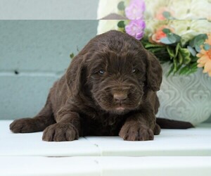 Newfypoo Puppy for sale in FREDERICKSBG, OH, USA