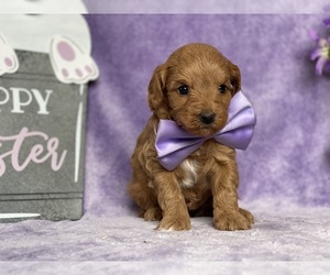 Cavapoo Puppy for sale in LANCASTER, PA, USA