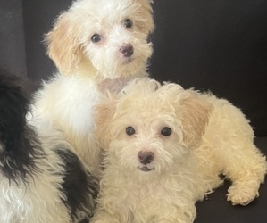 Poodle (Toy) Puppy for sale in STATESVILLE, NC, USA