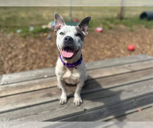 Medium Photo #1 Mutt Puppy For Sale in McKinleyville, CA, USA