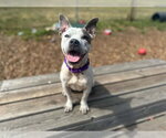Small Mutt