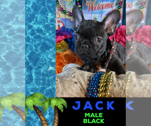 French Bulldog Puppy for sale in HEATHROW, FL, USA