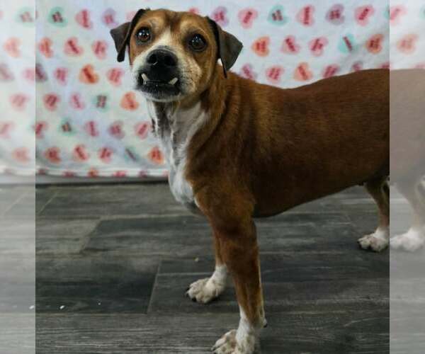 Medium Photo #2 Cheagle Puppy For Sale in Minneapolis, MN, USA