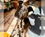 Small #3 American Pit Bull Terrier-Labrador Retriever Mix