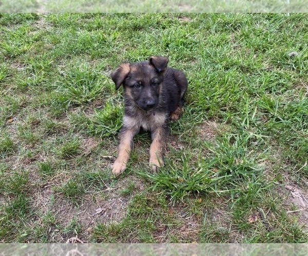 Medium Photo #8 German Shepherd Dog Puppy For Sale in SPRINGFIELD, IL, USA