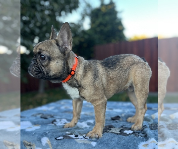 Medium Photo #1 French Bulldog Puppy For Sale in SACRAMENTO, CA, USA