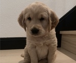 Small Photo #1 Golden Retriever Puppy For Sale in FAIR OAKS, CA, USA