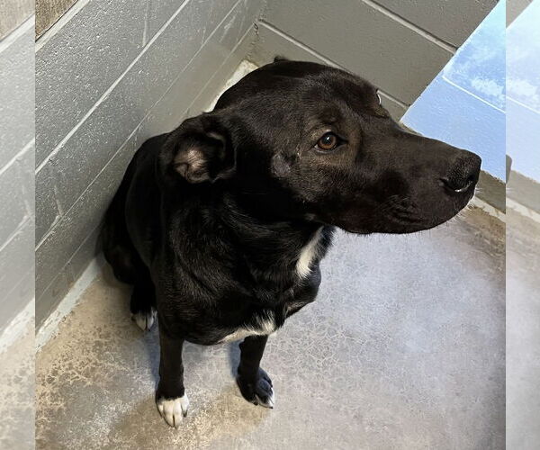 Medium Photo #4 Labrador Retriever-Mountain Cur Mix Puppy For Sale in Sistersville, WV, USA