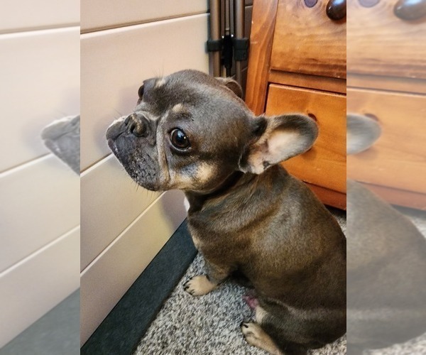Medium Photo #1 French Bulldog Puppy For Sale in SALEM, OR, USA