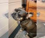 Small Photo #1 French Bulldog Puppy For Sale in SALEM, OR, USA