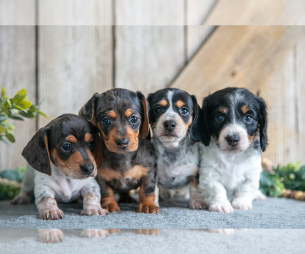 Medium Photo #1 Dachshund Puppy For Sale in GREENWICH, OH, USA