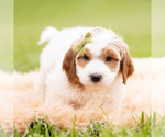 Small Photo #73 Goldendoodle (Miniature) Puppy For Sale in WARSAW, IN, USA