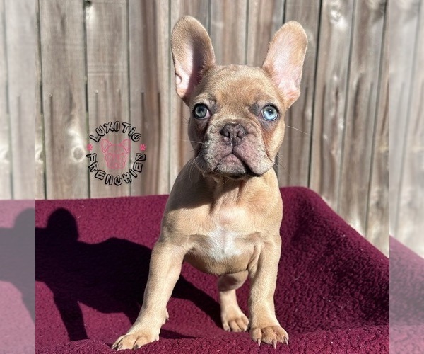 Medium Photo #1 French Bulldog Puppy For Sale in BRYAN, TX, USA