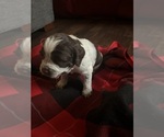 Small #1 English Springer Spaniel