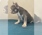 Small Photo #16 French Bulldog Puppy For Sale in CHOCTAW, OK, USA