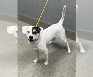 Mutt Dogs for adoption in Las Vegas, NV, USA
