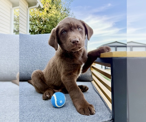 Medium Photo #1 Labrador Retriever Puppy For Sale in GREENFIELD, IN, USA
