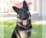Small German Shepherd Dog