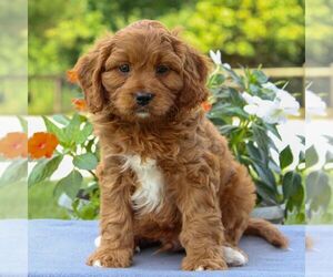 Cavapoo Puppy for sale in EAST EARL, PA, USA