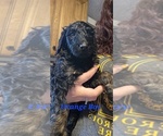 Puppy Orange Poodle (Standard)