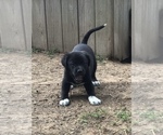 Small Photo #2 Great Pyredane Puppy For Sale in SHAWNEE, OK, USA