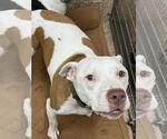 Small American Pit Bull Terrier Mix