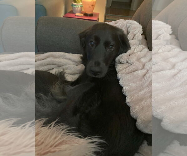 Medium Photo #3 Labrador Retriever-Unknown Mix Puppy For Sale in Bend, OR, USA