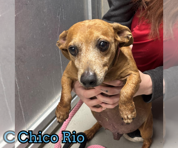 Medium Photo #22 Dachshund Puppy For Sale in San Antonio, TX, USA
