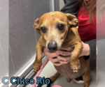 Small #21 Dachshund