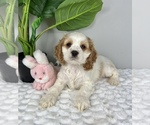 Small Photo #6 Cocker Spaniel Puppy For Sale in FRANKLIN, IN, USA