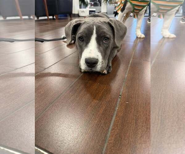 Medium Photo #6 Mutt Puppy For Sale in Greenville, SC, USA