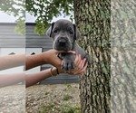 Small #9 Great Dane