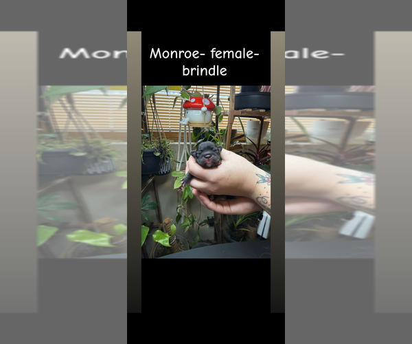 Medium Photo #1 French Bulldog Puppy For Sale in ELK RIVER, MN, USA