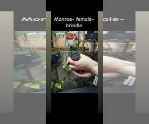 Medium French Bulldog