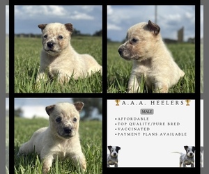 Australian Cattle Dog Puppy for sale in ZOLFO SPRINGS, FL, USA