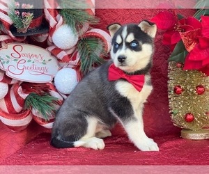 Siberian Husky Puppy for sale in LANCASTER, PA, USA