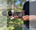 Small Photo #22 Boston Terrier Puppy For Sale in COTTONWOOD, CA, USA