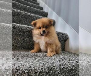 Pomeranian Puppy for sale in FRANKLIN, IN, USA