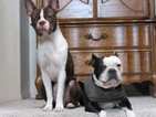 Small Photo #1 Boston Terrier Puppy For Sale in IMPERIAL BEACH, CA, USA