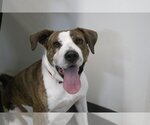 Small Chinese Shar-Pei Mix