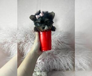 Medium Yorkshire Terrier