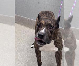 Mutt Dogs for adoption in Las Vegas, NV, USA